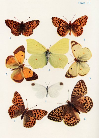 さまざまな種類の蝶、「蝶、蛾、その他の昆虫、田舎の生き物」の本のイラスト、1927年発行（bw写真） 作： William Samuel Furneaux